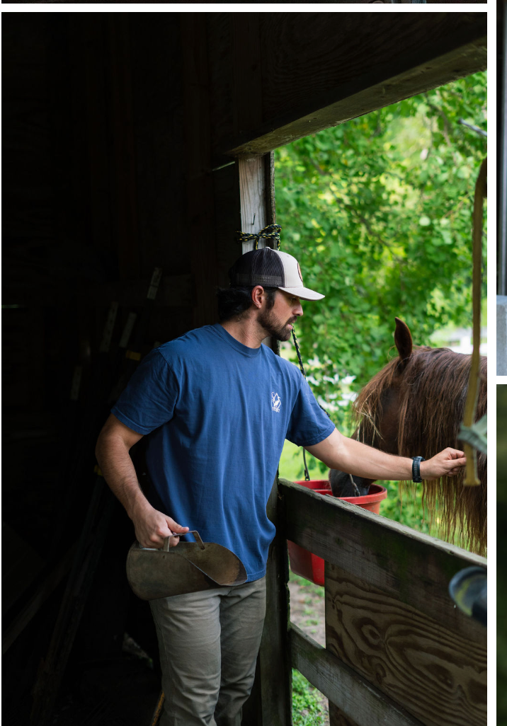 Feeding the horses from the barn door at the farm