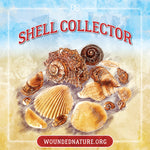 Wounded Nature Shell Collector Sticker